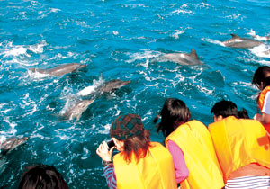Premium Dolphin-Watching with a Guide