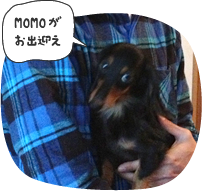 MOMOがお出迎え