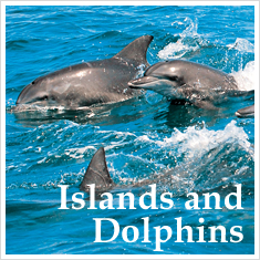Islands and Dolphins