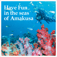 Have Fun in the seas of Amakusa