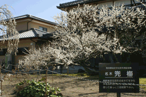 延慶寺の兜梅