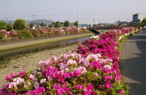 広瀬川河川敷