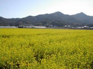 100万本の菜の花園