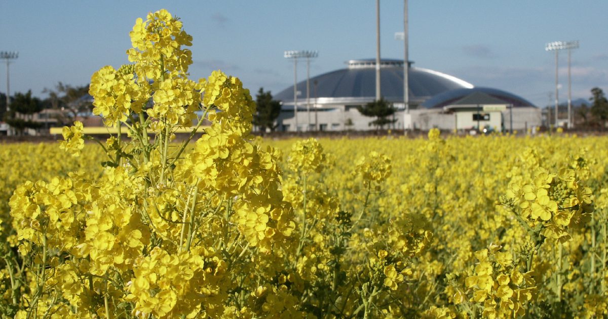 100万本の菜の花園 - 熊本県天草観光ガイド