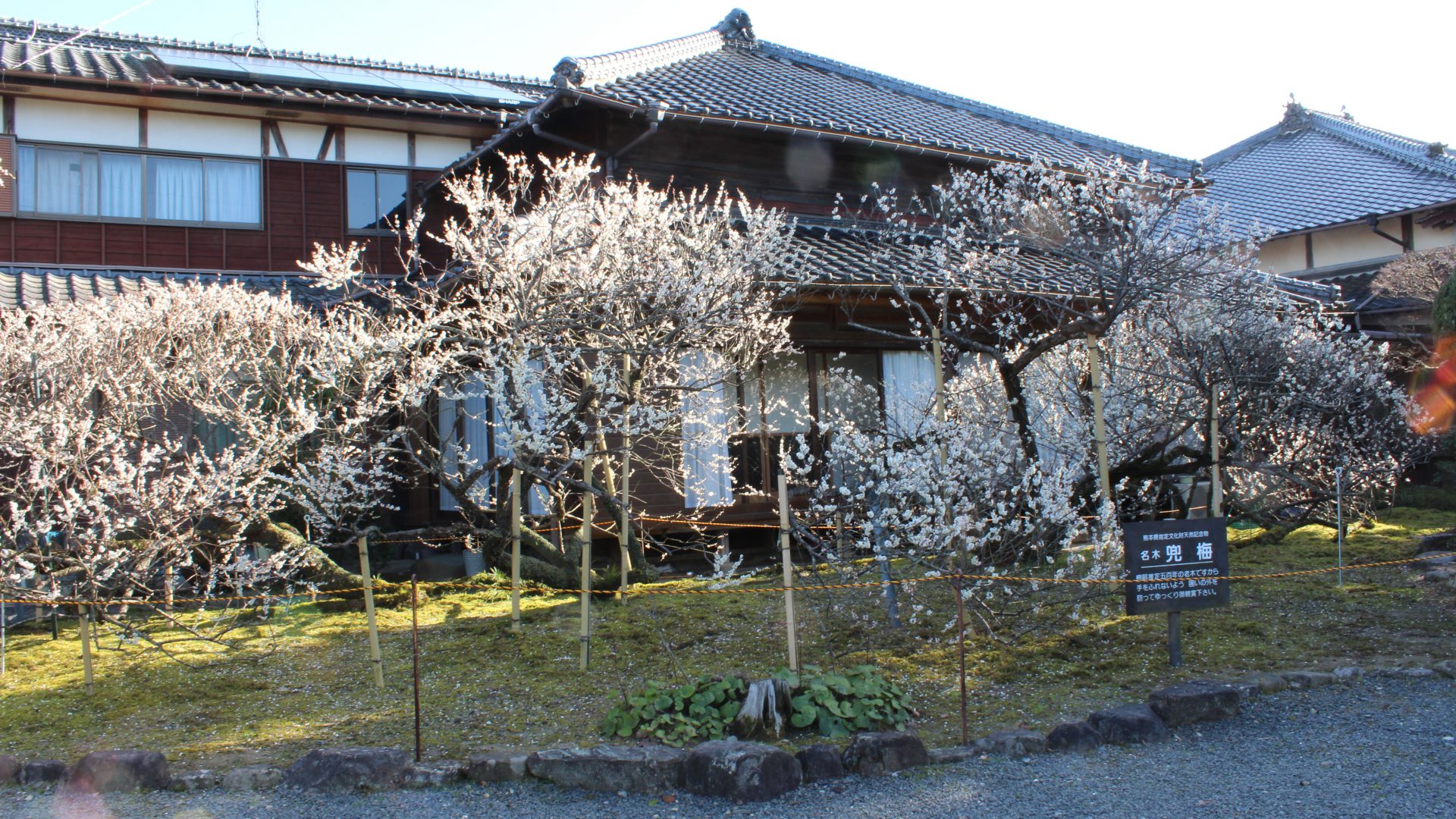 天草　水乃平焼　新品未使用でしたが、里子に出ました 新・旬感くまもと/天草市・水の平焼(天草陶磁器)】窯元の独自性が