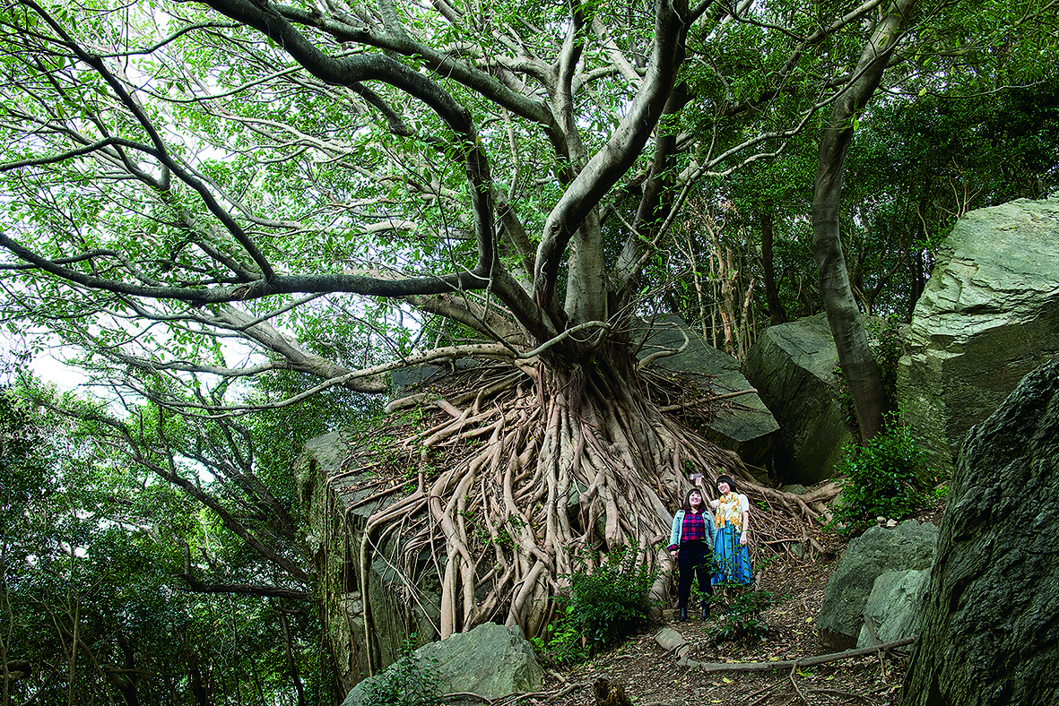 西平椿公園のアコウの木 - 熊本県天草観光ガイド