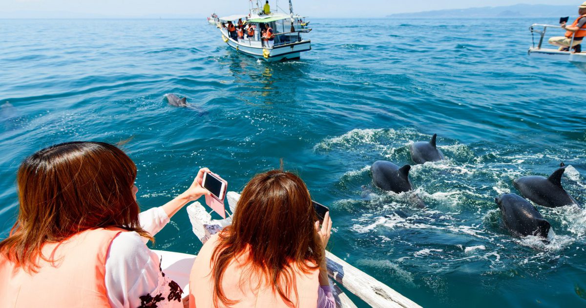 イルカ イルカウォッチング - 熊本県天草観光ガイド