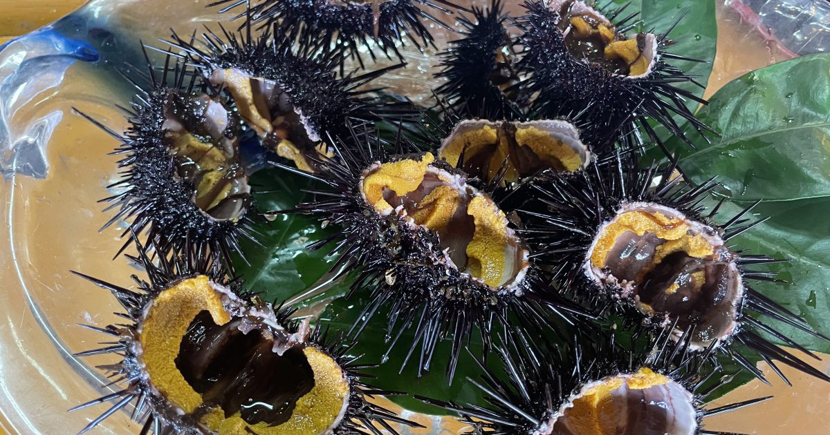 ウニ学 ウニ学 | 本川 達雄 |本 | 通販 | Amazon