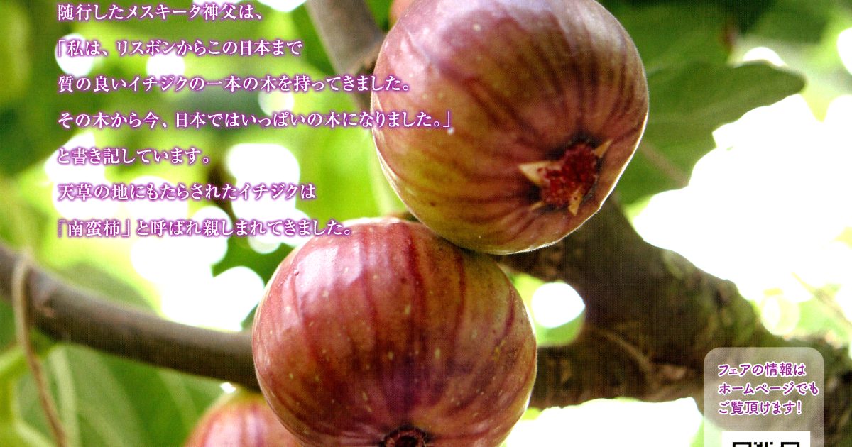 天草南蛮柿(いちじく)フェア2022 - 熊本県天草観光ガイド