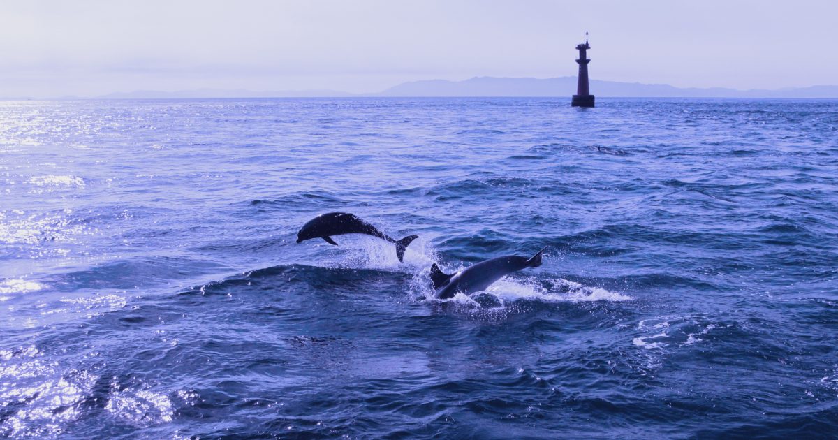 イルカの赤ちゃんが今年も生まれました！ - 熊本県天草観光ガイド