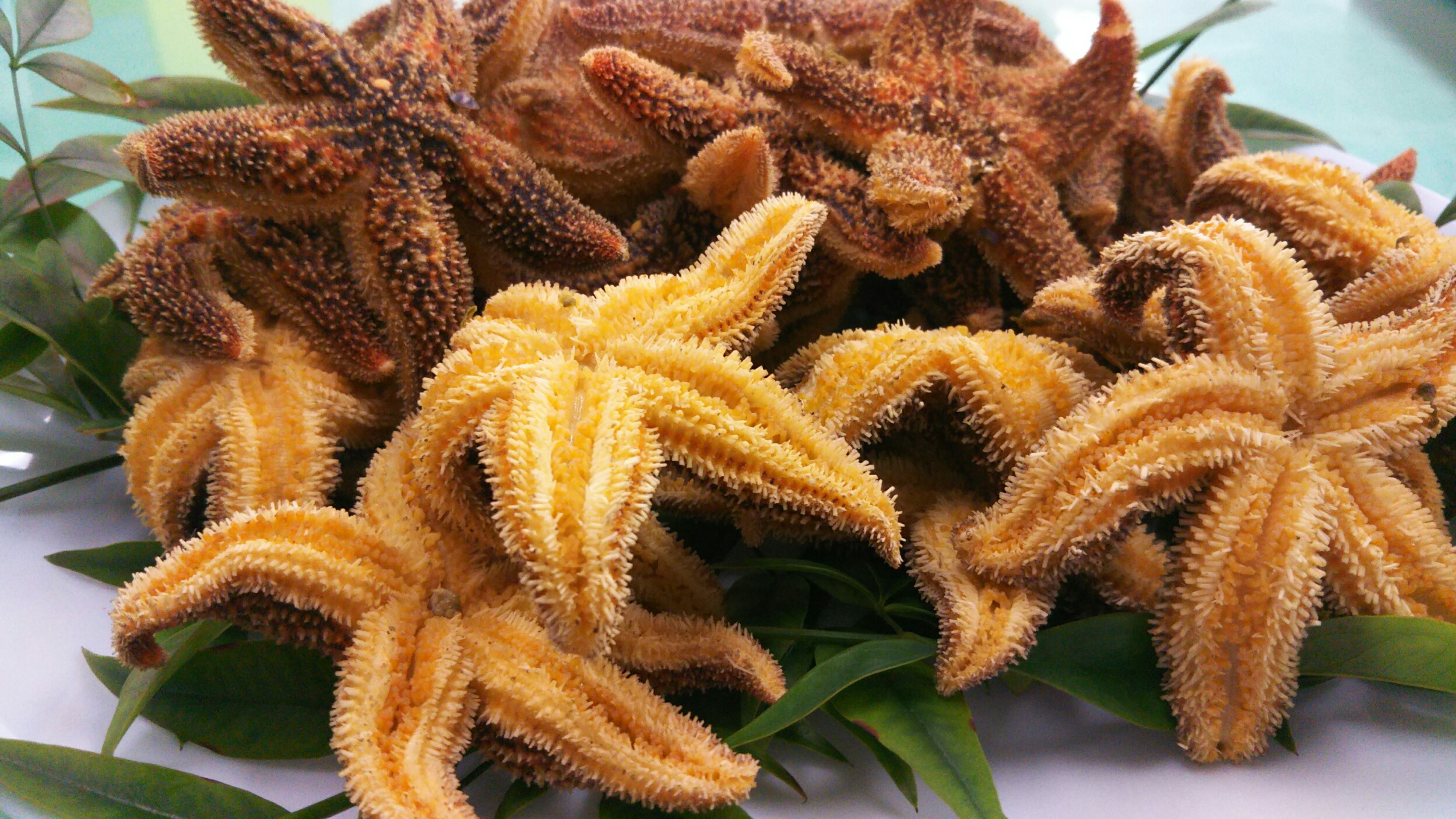 天草名物 熊本県天草観光ガイド 天草名物 熊本県天草観光ガイド